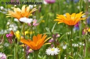 © Stihl024 - Fotolia.com