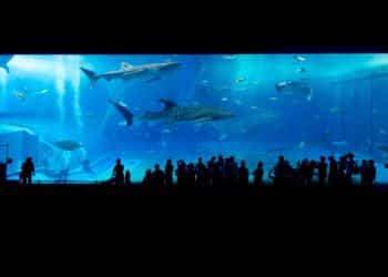 Aquarium besitzen: Psychische Vorteile durch Fische