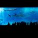 Aquarium besitzen: Psychische Vorteile durch Fische