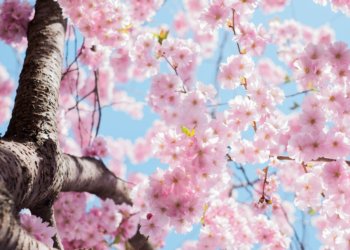 Die andere Art der Frühjahrskur