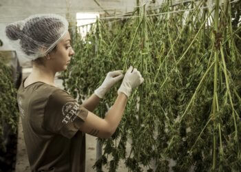 Der Ursprung und die Wirkung von CBD