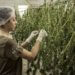 Der Ursprung und die Wirkung von CBD