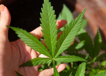 Wirksamkeit und Erfahrungen mit CBG ÖL