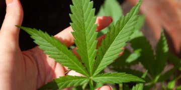 Wirksamkeit und Erfahrungen mit CBG ÖL