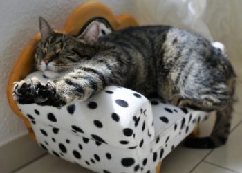 Frühlingserwachen contra Winterblues – die Frühjahrsmüdigkeit