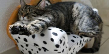 Frühlingserwachen contra Winterblues – die Frühjahrsmüdigkeit