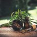 Cannabidiol (CBD): Indikationen und Wirkungen