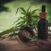 CBD – gegen Stress und Angst