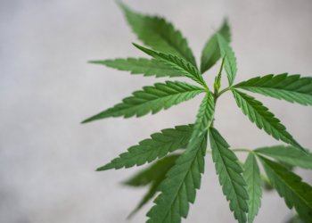 Cannabis – Welche Unterschiede gibt es und was ist legal?