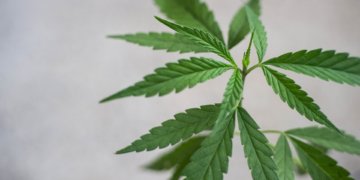 Cannabis – Welche Unterschiede gibt es und was ist legal?