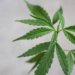 Cannabis – Welche Unterschiede gibt es und was ist legal?