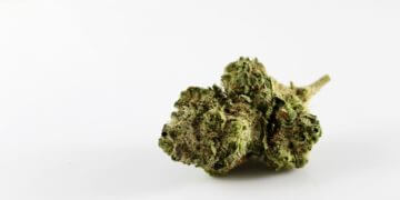 Licht ins Dunkle der Hanfpflanze