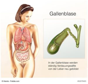 Gallenblase. Verdauungssaft, der ständig von der Leber neu gebildet wird. © Henrie - Fotolia.com