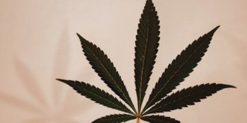 Cannabis-Verbot ist immer schwerer zu rechtfertigen