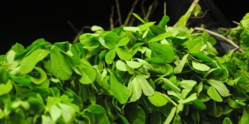 Bockshornklee als Heilpflanze – Tipps zur Wirkung und Anwendung