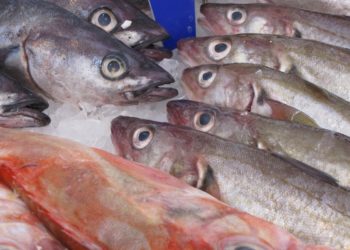 Vitamin D Quellen – Lebensmittel als Sonnenersatz?