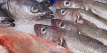 Vitamin D Quellen – Lebensmittel als Sonnenersatz?