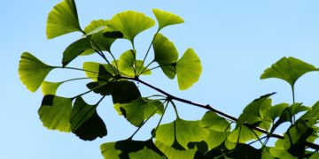 Ginkgo: Aus einer Kulturpflanze wird Medizin