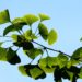 Ginkgo: Aus einer Kulturpflanze wird Medizin