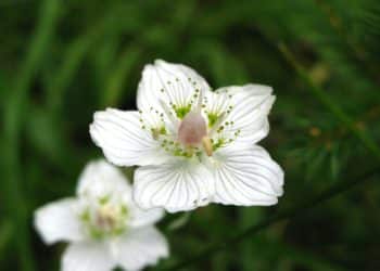 Heublume als Heilpflanze – Wirkung und Anwendung