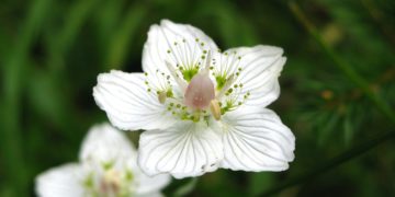 Heublume als Heilpflanze – Wirkung und Anwendung