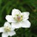 Heublume als Heilpflanze – Wirkung und Anwendung