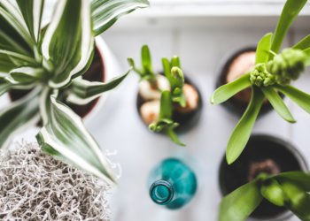 Sind Pflanzen im Haus gesundheitsfördernd?