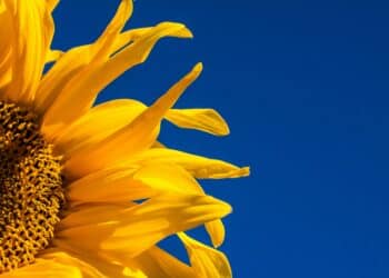 Sonnenblume, blauer Himmel