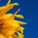 Sonnenblume, blauer Himmel