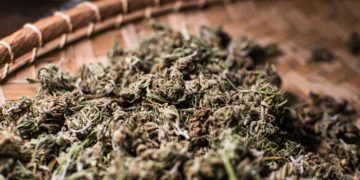 Der Unterschied zwischen CBD Zigaretten und THC Zigaretten