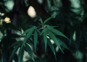 Die Wirkungsweise von CBD Öl ist vielfältig