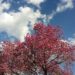 Lapacho-Baum