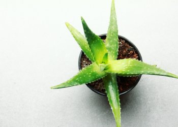 Deswegen ist Aloe Vera so gut!