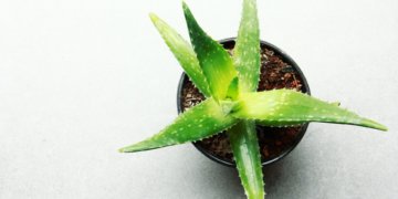 Deswegen ist Aloe Vera so gut!