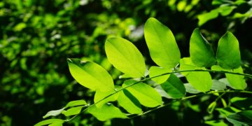 Chlorophyll: Pflanzengrün für eine schöne und reine Haut