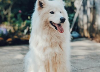 Die menschliche Medizin und die Tiermedizin