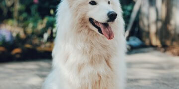 Die menschliche Medizin und die Tiermedizin