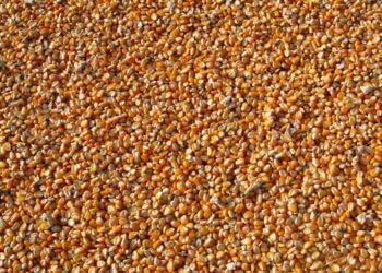 Flohsamen, das natürliche Superfood