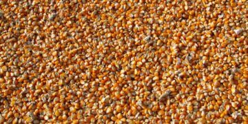 Flohsamen, das natürliche Superfood