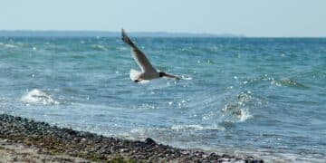 Die ruhigen Gewässer von Mecklenburg: Ein therapeutisches Refugium