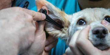 Tierärztliche-Behandlung