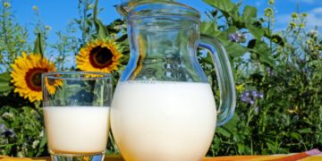Ist Milch gesund oder ungesund? – ein Überblick