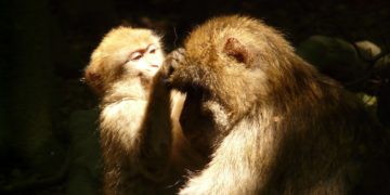 Kopfläuse erkennen – woran kann ein Läusebefall erkannt werden?