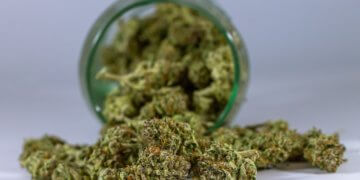 Cannabis kommt in der medizinischen Anwendung zum Einsatz!