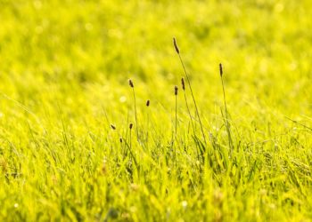 Spitzwegerich als Heilpflanze – Wirkung und Inhaltsstoffe