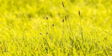 Spitzwegerich als Heilpflanze – Wirkung und Inhaltsstoffe