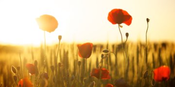 Bakterielle Multiresistenzen: So könnte unsere Flora helfen