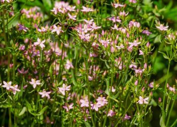 Warum Bitterstoffe förderlich für die Verdauung sind