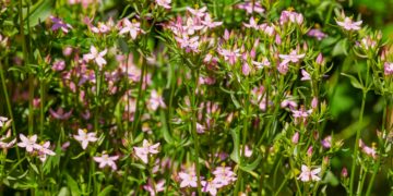 Warum Bitterstoffe förderlich für die Verdauung sind