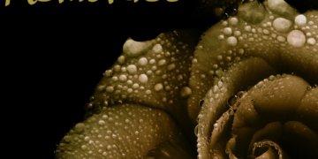 Diese Bestattungsarten sind beliebt